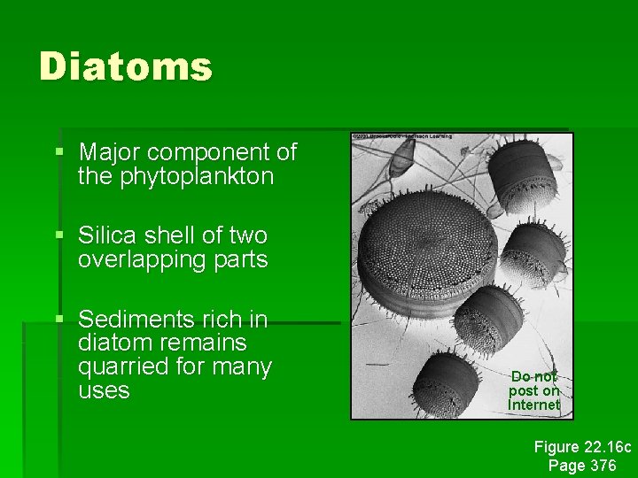 Diatoms § Major component of the phytoplankton § Silica shell of two overlapping parts