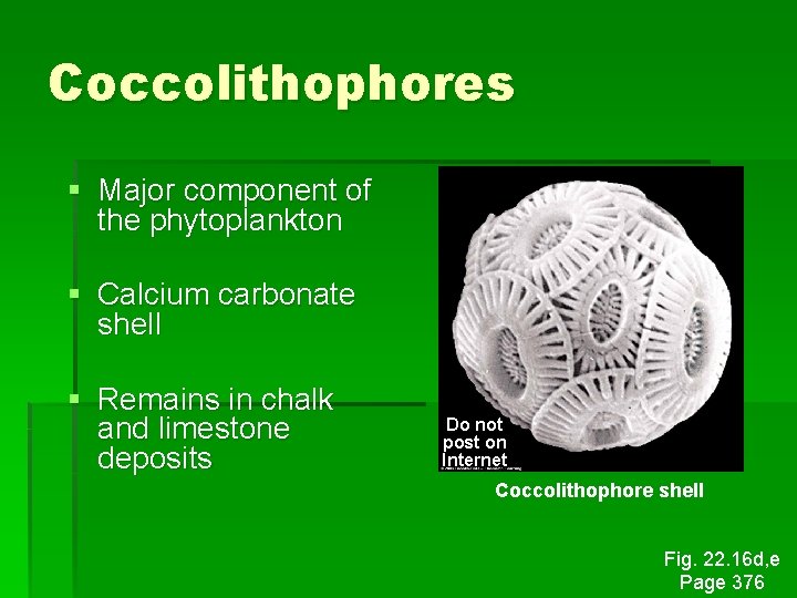 Coccolithophores § Major component of the phytoplankton § Calcium carbonate shell § Remains in