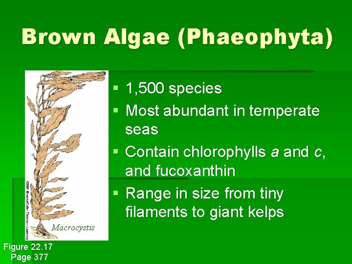 Brown Algae (Phaeophyta) § 1, 500 species § Most abundant in temperate seas §