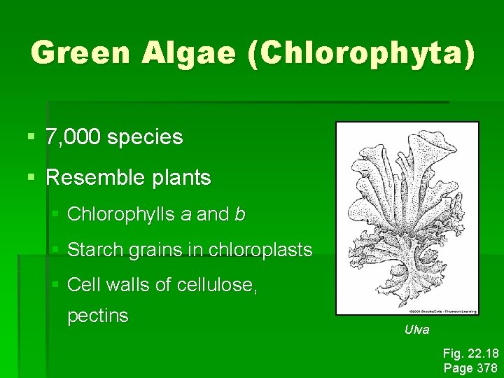 Green Algae (Chlorophyta) § 7, 000 species § Resemble plants § Chlorophylls a and