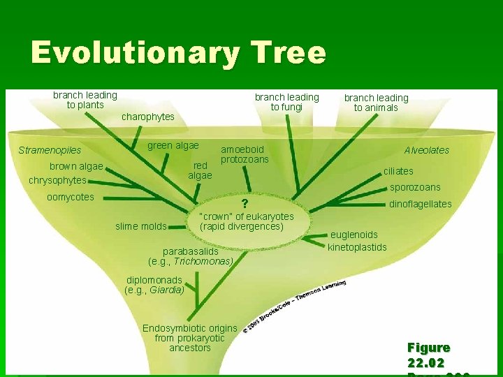 Evolutionary Tree branch leading to plants branch leading to fungi charophytes Stramenopiles green algae