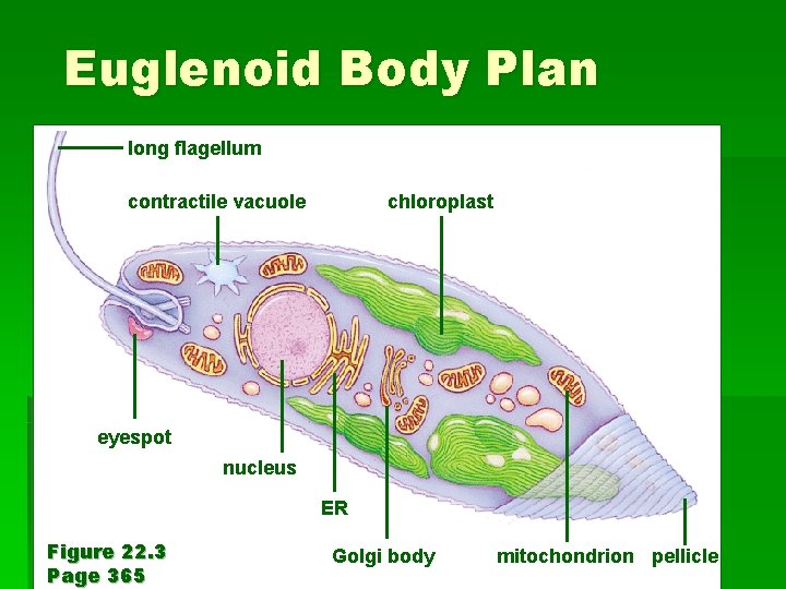 Euglenoid Body Plan long flagellum contractile vacuole chloroplast Figure 22. 3 Page 365 eyespot