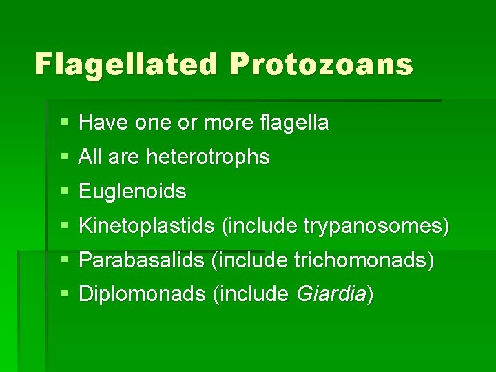 Flagellated Protozoans § Have one or more flagella § All are heterotrophs § Euglenoids