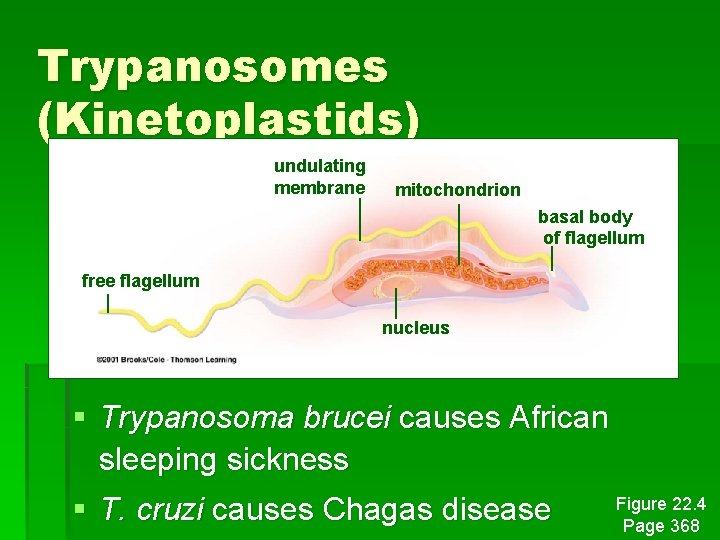 Trypanosomes (Kinetoplastids) undulating membrane mitochondrion basal body of flagellum free flagellum nucleus § Trypanosoma