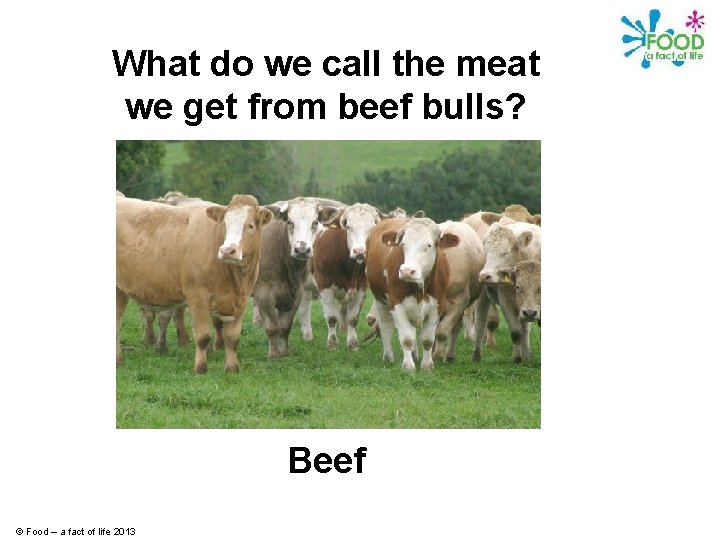 What do we call the meat we get from beef bulls? Beef © Food