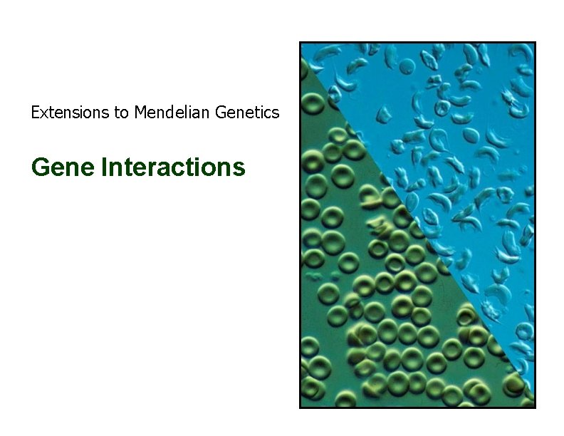 Extensions to Mendelian Genetics Gene Interactions 1 