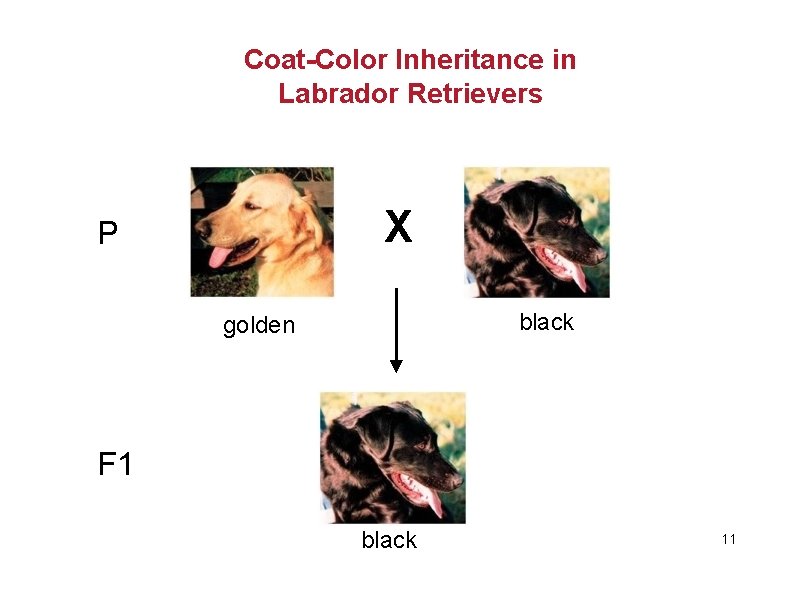 Coat-Color Inheritance in Labrador Retrievers X P black golden F 1 black 11 