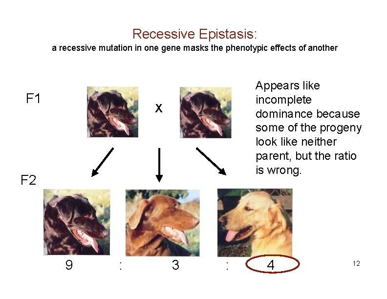 Recessive Epistasis: a recessive mutation in one gene masks the phenotypic effects of another