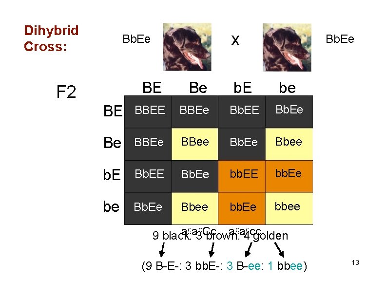 Dihybrid Cross: x Bb. Ee BE F 2 Be b. E BE AACC BBEE