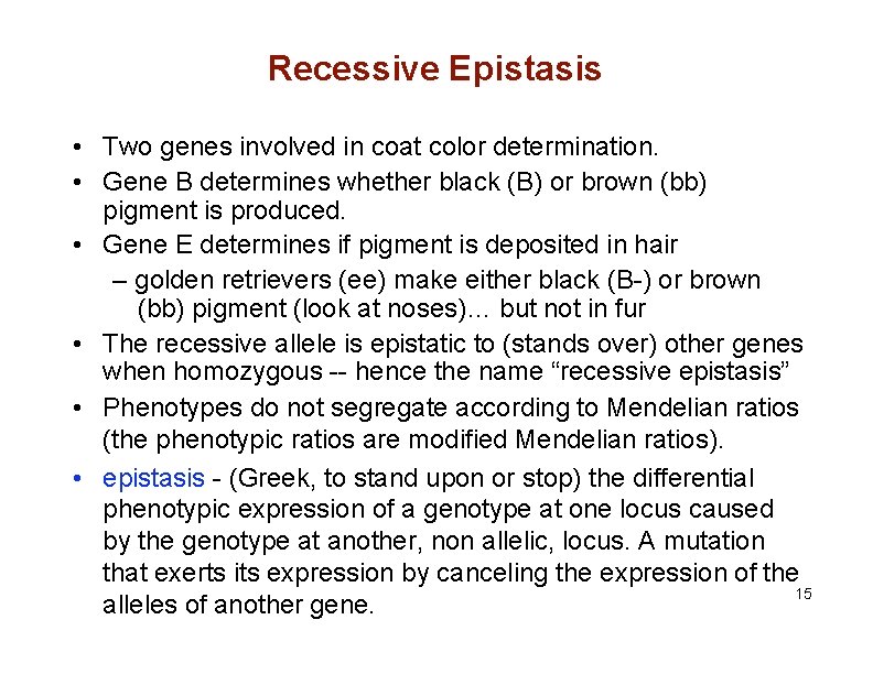 Recessive Epistasis • Two genes involved in coat color determination. • Gene B determines