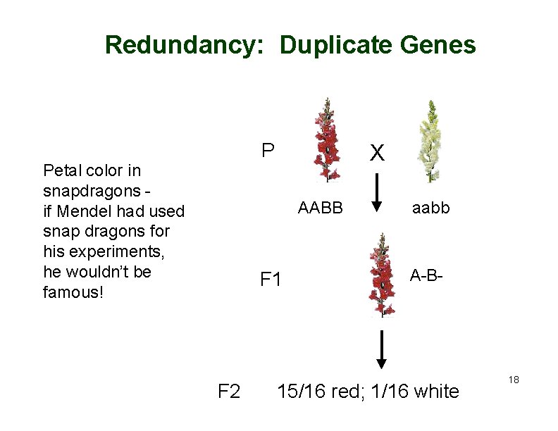 Redundancy: Duplicate Genes P Petal color in snapdragons if Mendel had used snap dragons