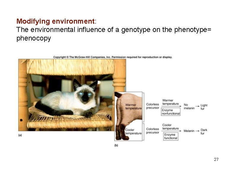 Modifying environment: The environmental influence of a genotype on the phenotype= phenocopy 27 