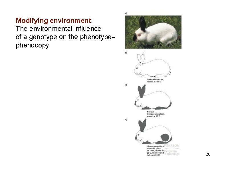 Modifying environment: The environmental influence of a genotype on the phenotype= phenocopy 28 