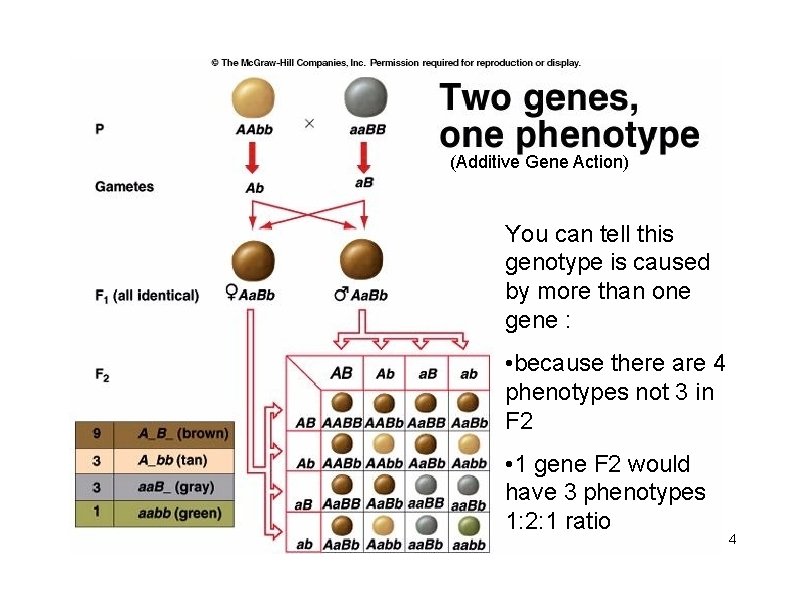 (Additive Gene Action) You can tell this genotype is caused by more than one