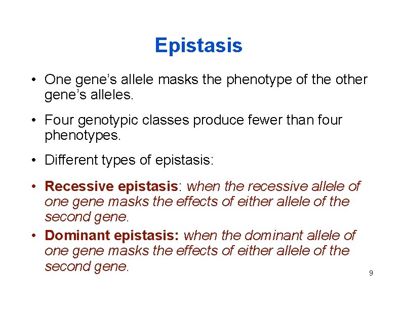 Epistasis • One gene’s allele masks the phenotype of the other gene’s alleles. •
