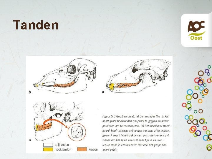 Tanden Tanden