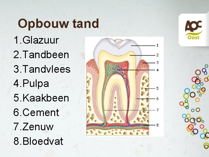 Opbouw tand 1. Glazuur 2. Tandbeen 3. Tandvlees 4. Pulpa 5. Kaakbeen 6. Cement Opbouw tand 1. Glazuur 2. Tandbeen 3. Tandvlees 4. Pulpa 5. Kaakbeen 6. Cement