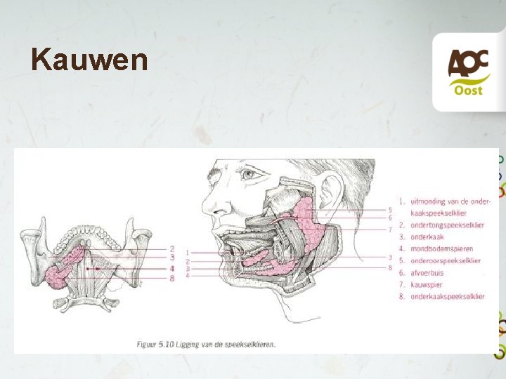 Kauwen Kauwen