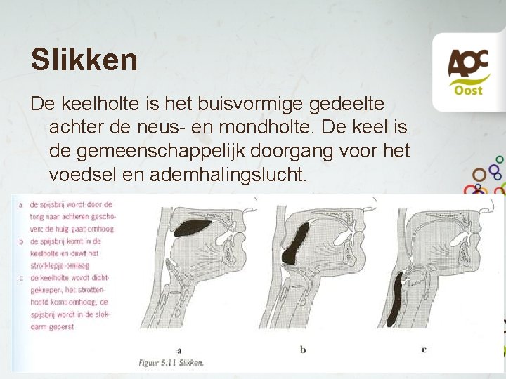 Slikken De keelholte is het buisvormige gedeelte achter de neus- en mondholte. De keel Slikken De keelholte is het buisvormige gedeelte achter de neus- en mondholte. De keel