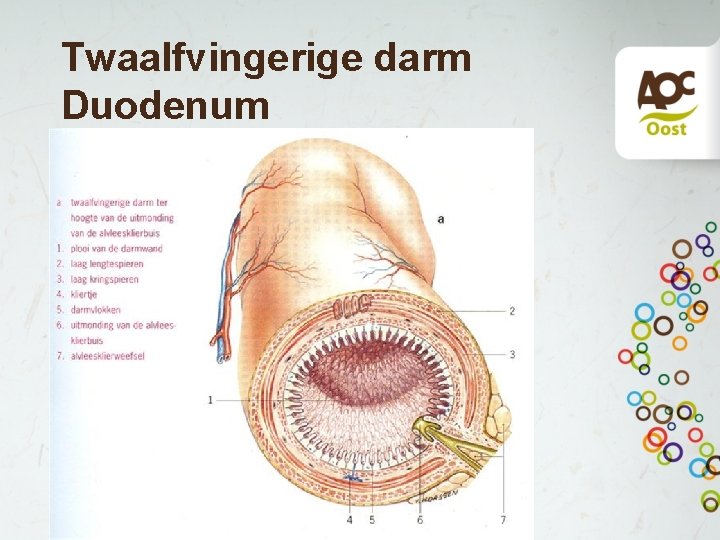 Twaalfvingerige darm Duodenum Twaalfvingerige darm Duodenum
