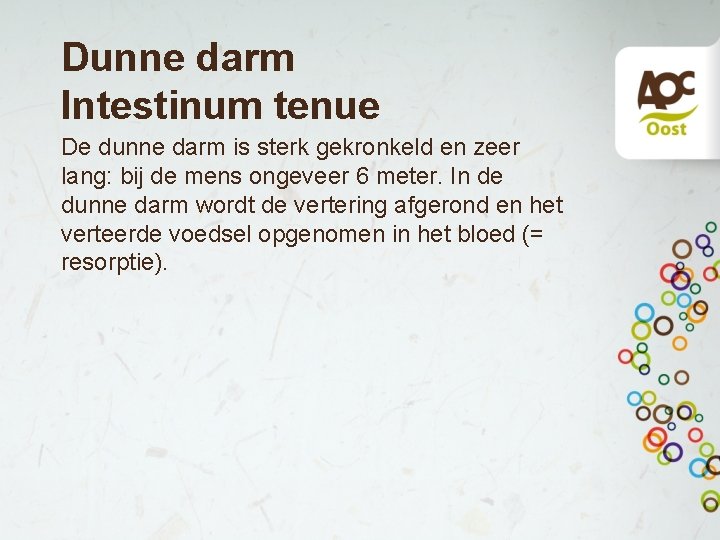 Dunne darm Intestinum tenue De dunne darm is sterk gekronkeld en zeer lang: bij Dunne darm Intestinum tenue De dunne darm is sterk gekronkeld en zeer lang: bij