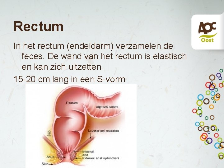 Rectum In het rectum (endeldarm) verzamelen de feces. De wand van het rectum is Rectum In het rectum (endeldarm) verzamelen de feces. De wand van het rectum is