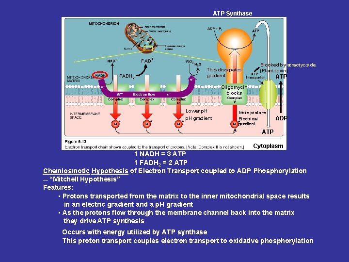 ATP Synthase FAD+ FADH 2 This dissipates gradient Blocked by atractyoside (Plant toxin) ATP