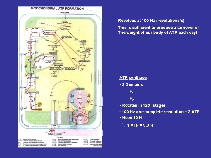 Revolves at 100 Hz (revolutions/s) This is sufficient to produce a turnover of The