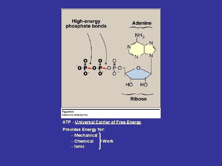ATP _ Universal Carrier of Free Energy Provides Energy for: _ Mechanical _ Chemical