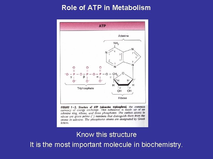 Role of ATP in Metabolism Know this structure It is the most important molecule