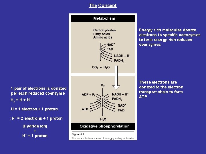 The Concept Energy rich molecules donate electrons to specific coenzymes to form energy-rich reduced