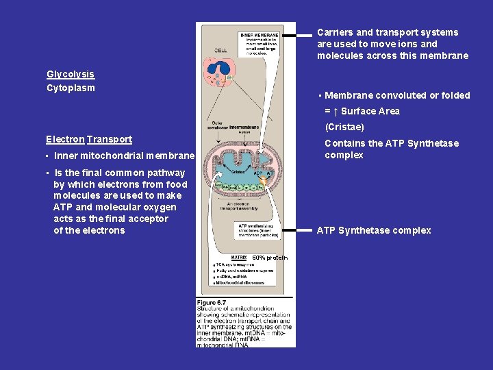 Carriers and transport systems are used to move ions and molecules across this membrane