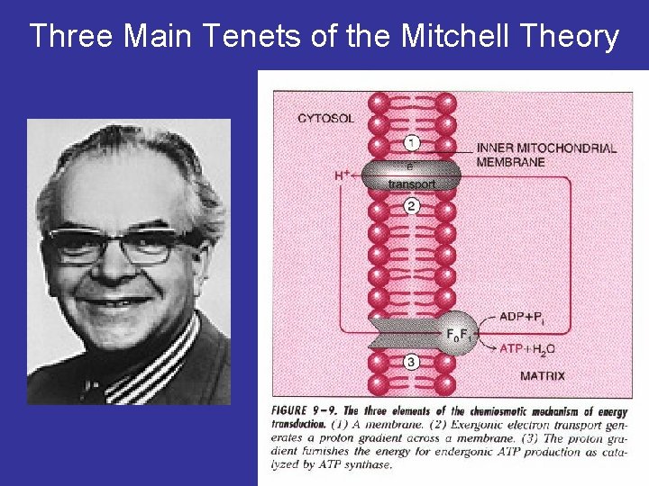 Three Main Tenets of the Mitchell Theory 