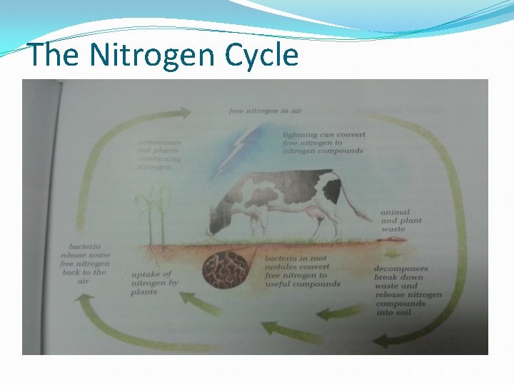 The Nitrogen Cycle 