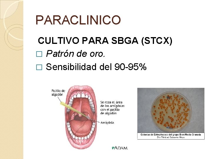 PARACLINICO CULTIVO PARA SBGA (STCX) � Patrón de oro. � Sensibilidad del 90 -95%