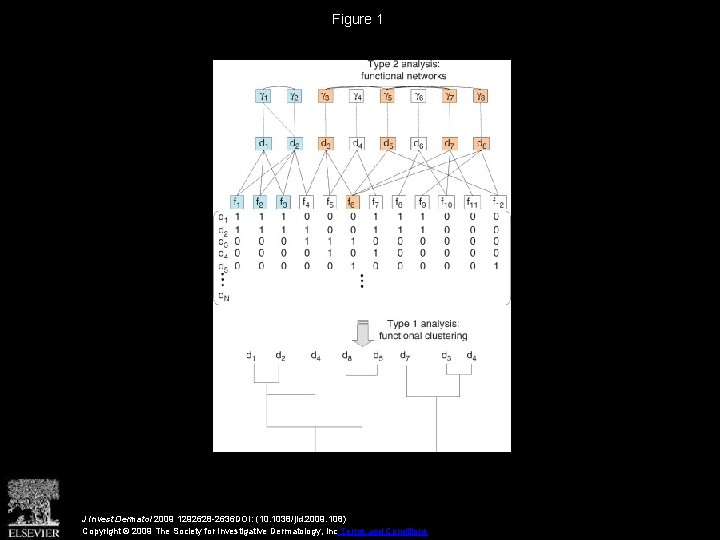 Figure 1 J Invest Dermatol 2009 1292628 -2636 DOI: (10. 1038/jid. 2009. 108) Copyright