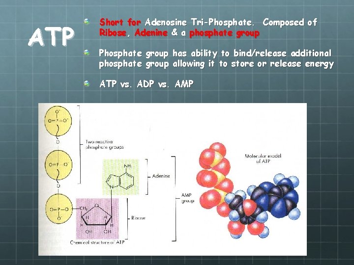 ATP Short for Adenosine Tri-Phosphate. Composed of Ribose, Adenine & a phosphate group Phosphate