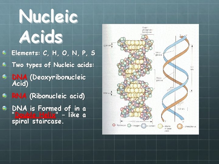 Nucleic Acids Elements: C, H, O, N, P, S Two types of Nucleic acids: