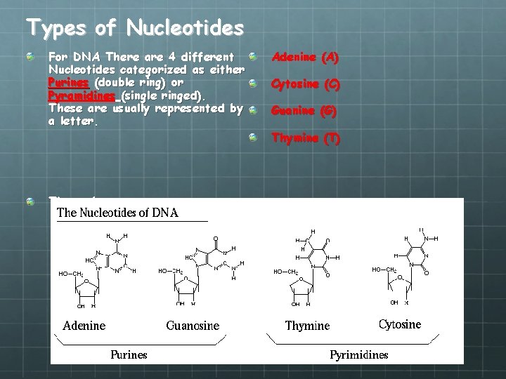 Types of Nucleotides For DNA There are 4 different Nucleotides categorized as either Purines
