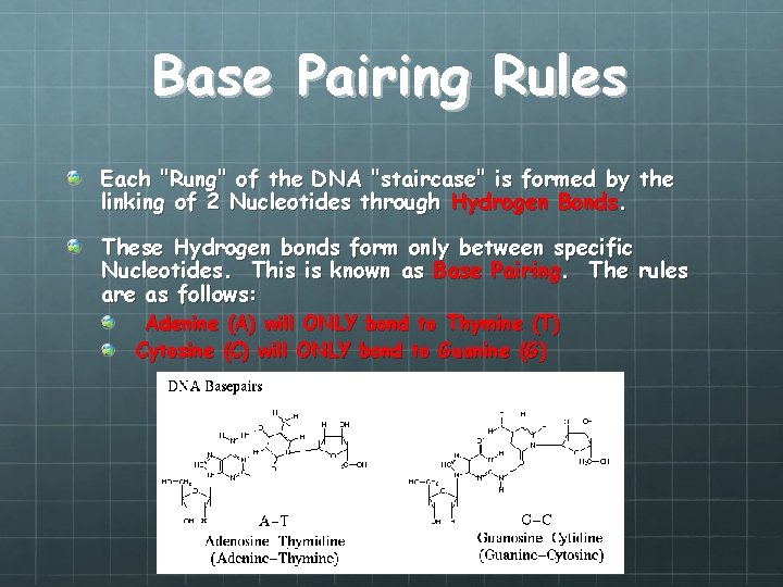 Base Pairing Rules Each "Rung" of the DNA "staircase" is formed by the linking