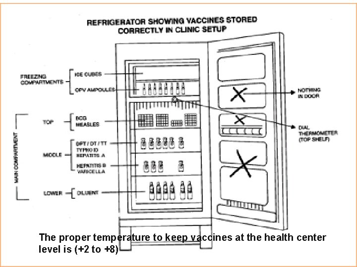 The proper temperature to keep vaccines at the health center level is (+2 to