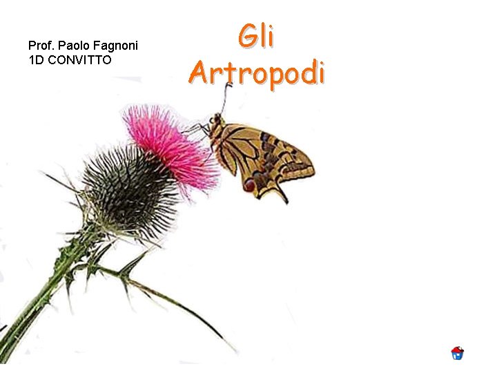Prof. Paolo Fagnoni 1 D CONVITTO Gli Artropodi 