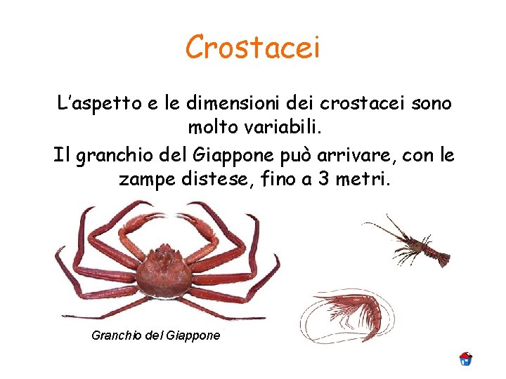 Crostacei L’aspetto e le dimensioni dei crostacei sono molto variabili. Il granchio del Giappone