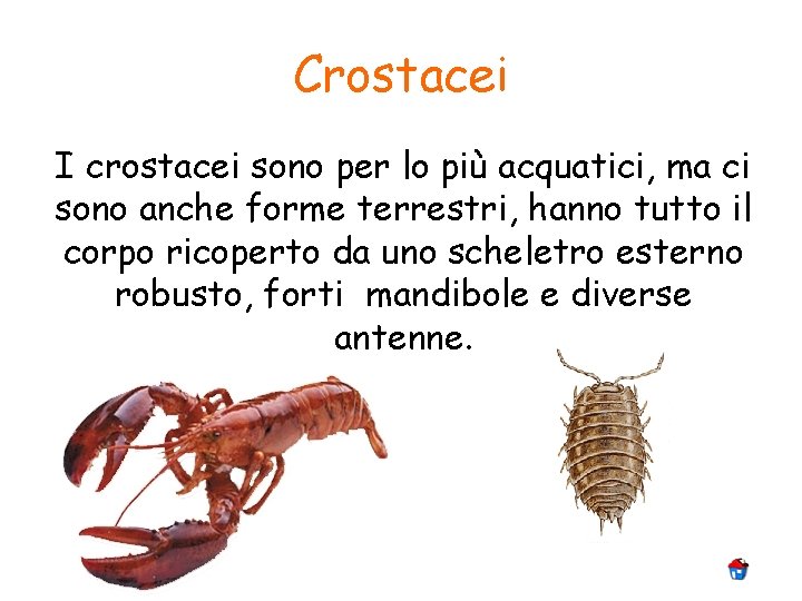 Crostacei I crostacei sono per lo più acquatici, ma ci sono anche forme terrestri,