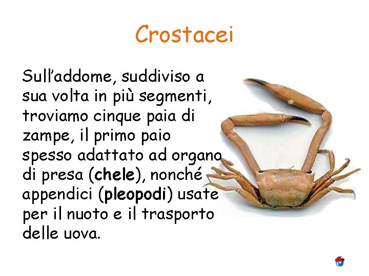 Crostacei Sull’addome, suddiviso a sua volta in più segmenti, troviamo cinque paia di zampe,