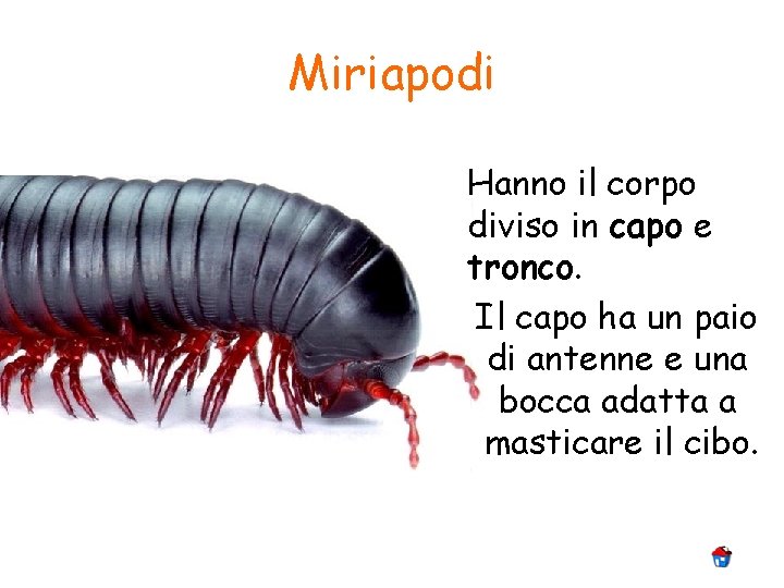 Miriapodi Hanno il corpo diviso in capo e tronco. Il capo ha un paio