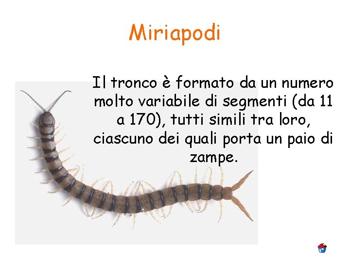 Miriapodi Il tronco è formato da un numero molto variabile di segmenti (da 11