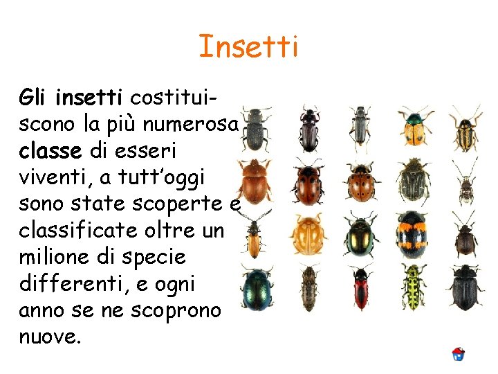 Insetti Gli insetti costituiscono la più numerosa classe di esseri viventi, a tutt’oggi sono