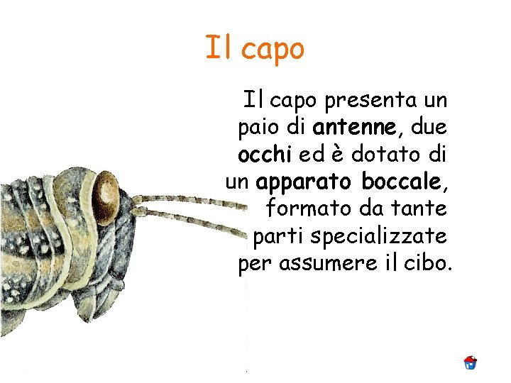 Il capo presenta un paio di antenne, due occhi ed è dotato di un