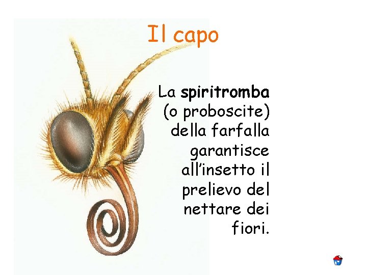 Il capo La spiritromba (o proboscite) della farfalla garantisce all’insetto il prelievo del nettare